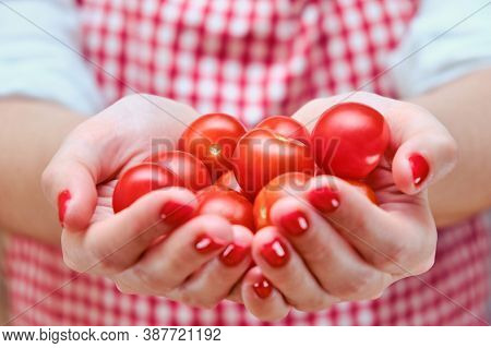 A Woman Holds Small Red Tomatoes In Her Hands. Cook Girl's Hands With Ripe Cherry Tomatoes