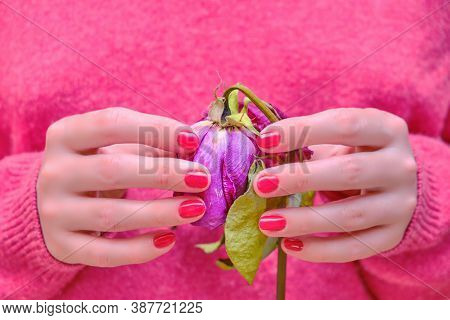 A Woman Holds A Dry Flower In Her Hands As A Symbol Of A Past Love. The Concept Of Ending A Love Rel