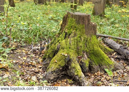 An Old Stump Overgrown With Green Moss Stands In The Forest Among Fallen Leaves. The Time Of Year Is