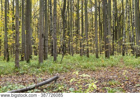 An Old Stump Overgrown With Green Moss Stands In The Forest Among Fallen Leaves. The Time Of Year Is