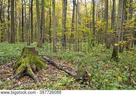An Old Stump Overgrown With Green Moss Stands In The Forest Among Fallen Leaves. The Time Of Year Is