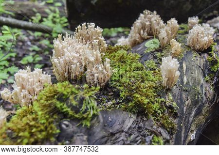 Strange White Ramaria Mushrooms Grow On Moss