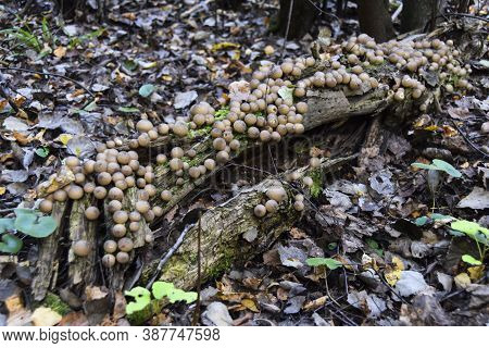 Round Strange Mushrooms Grow On Moss