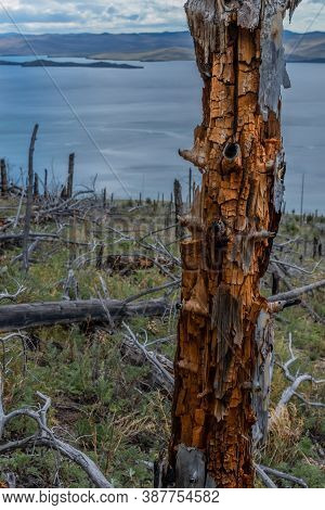 Dry Dead Brocken Red Textured Trunk Among Felled Trees And Stumps After Fire In Green Yellow Grass O