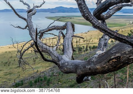 Bare Dark Branch Of Burned Tree Against The Background Of Bay Of Blue Siberian Lake With Yellow Gree
