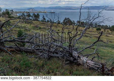 Bare Gray Burned Tree Against The Background Of Bay Of Blue Siberian Lake Baikal With Yellow Green G