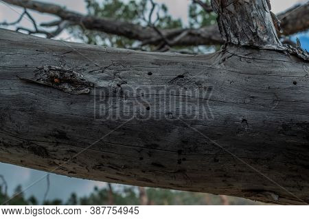Textured Smooth Relief Rough Bark Of Dry Dead Bare Tree Trunk