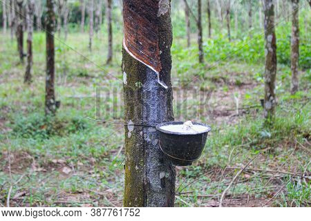 Vietnam Rubber Tree,tapping Latex Rubber,latex Extracted From Rubber Tree Source Of Natural In Vietn