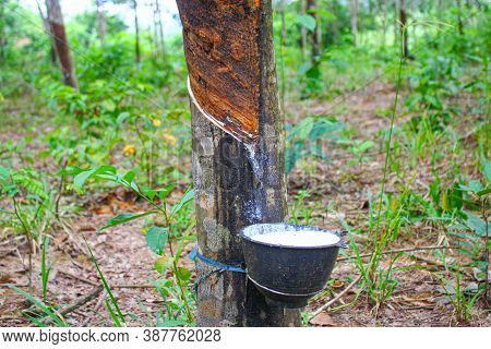 Vietnam Rubber Tree,tapping Latex Rubber,latex Extracted From Rubber Tree Source Of Natural In Vietn