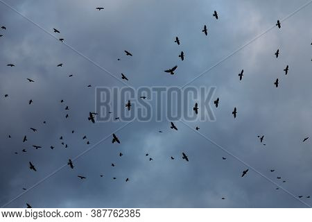 Flock Of Crows Fly Above A Single Spot, On A Cloudy Sky, During The Dusk Of An Autumn Day.