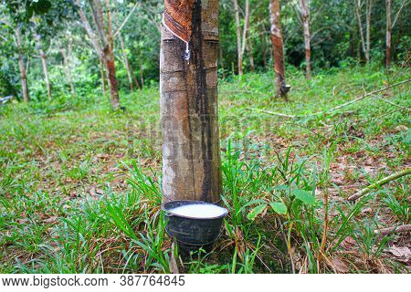 Vietnam Rubber Tree,tapping Latex Rubber,latex Extracted From Rubber Tree Source Of Natural In Vietn