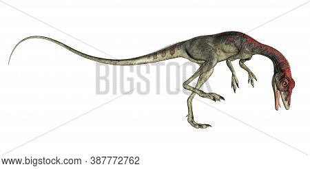 Compsognathus Dinosaur Roaring Isolated In White Background - 3d Render
