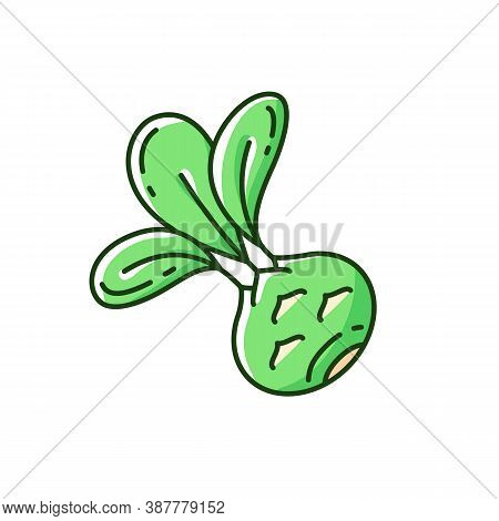 Kohlrabi Rgb Color Icon. Organic Vegetables Types. Healthy Cabbage. Vegetarian Meal Preperation Ingr