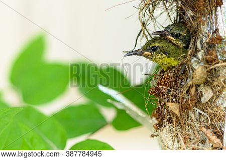 Baby Bird In A Nest At Thailand. Olive-backed Sunbird, Yellow-bellied Sunbird, Cinnyris Jugularis, N