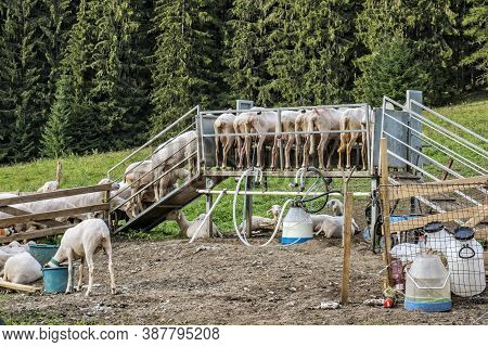 Automatic Milking Sheep, Farm In Low Tatras Mountain, Slovak Republic. Milk Production Theme.