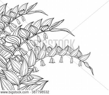 Vector Corner Bouquet Of Outline Polygonatum Or Solomon's Seal Flower With Leaves In Black Isolated 