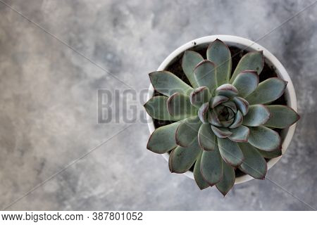 Echeveria Hercules Succulent Live Decorative Househol Plant In Pot