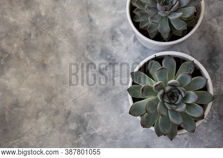 Echeveria Hercules Succulent Live Decorative Househol Plant In Pot