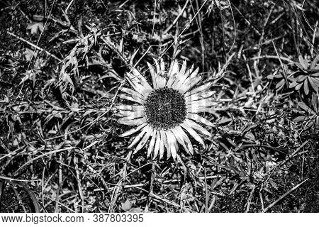 Close-up Of Carlina Acaulis On Monte Altissimo Near Lake Garda, Trento, Italy