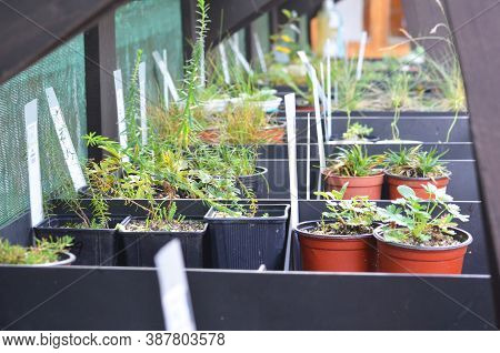 Various Plants In Small Flower Pots For Sale