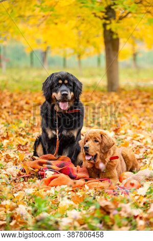 Dogs In The Autumn Forest. The Big Black Dog Is Sitting. A Ginger Dog Lies Nearby. Dogs Of The Tibet
