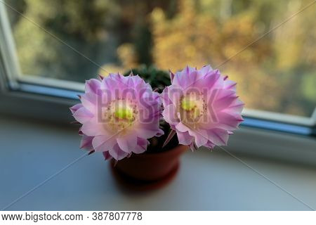 Echinopsis Flowering. The Echinopsis Cactus Blooms With Two Flowers At The Same Time. Home Decoratio