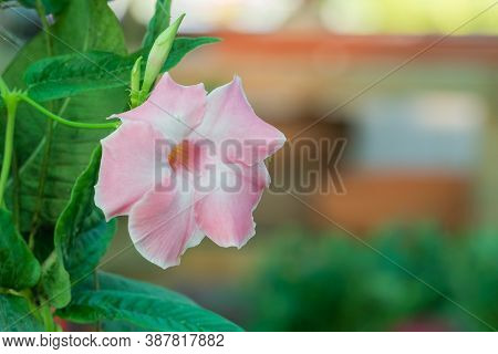 Flower Pink Brazilian Jasmine From Plant Mandevilla Sanderi