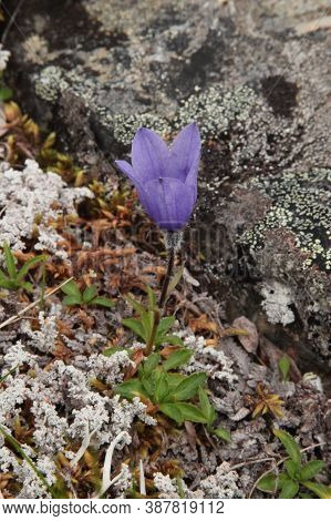 Mountain Harebell (campanula Lasiocarpa) Purple Wildflower In Denali National Park & Preserve, Alask