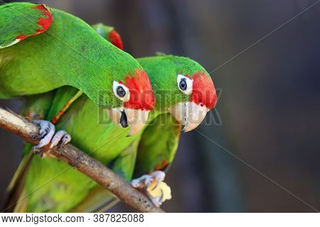 The Cordilleran Parakeet (psittacara Frontatus) A Pair Of Parrot Bites, One With Food Held By Its Fe