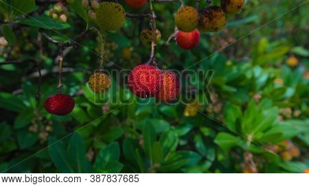 Ripe Wild Strawberry Tree Ready For Harvest, Narcao , South Sardinia