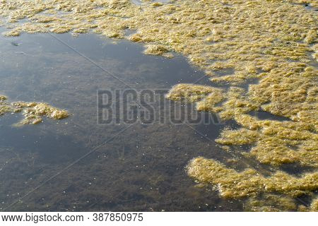 aquatic vegetation ,dead, on the lake in the fall.