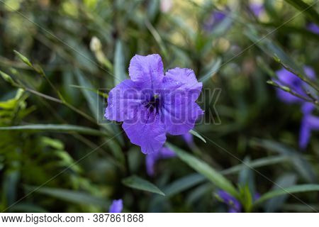Close Up Of Ruellia Simplex In Tropical Garden. Mexican Petunia, Mexican Bluebell Or Britton's Wild 
