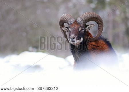Mouflon Ram Looking On Meadow In Wintertime Nature.