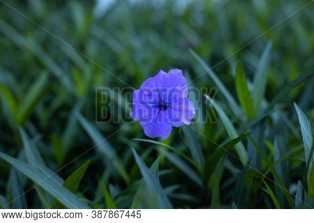 Close Up Of Ruellia Simplex In Tropical Garden. Mexican Petunia, Mexican Bluebell Or Britton's Wild 