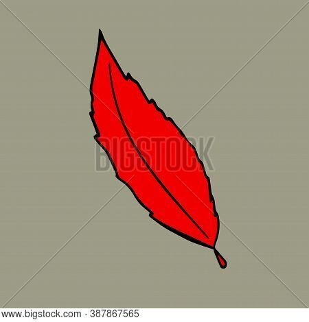 Color Vector Hand Drawn Doodle Red Bird-cherry Tree Leaf Icon.