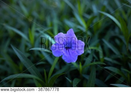 Close Up Of Ruellia Simplex In Tropical Garden. Mexican Petunia, Mexican Bluebell Or Britton's Wild 