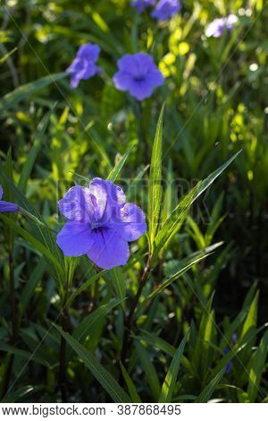 Close Up Of Ruellia Simplex In Tropical Garden. Mexican Petunia, Mexican Bluebell Or Britton's Wild 
