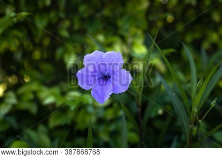 Close Up Of Ruellia Simplex In Tropical Garden. Mexican Petunia, Mexican Bluebell Or Britton's Wild 