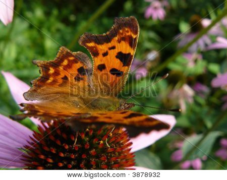 Borboleta