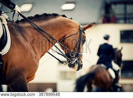 Equestrian Sport. Portrait Sports Stallion In The Double Bridle. The Neck Of A Sports Horse With A B