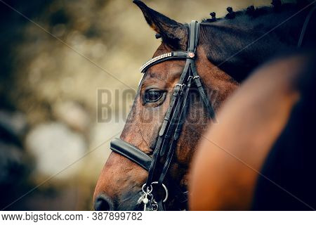 Equestrian Sport. Portrait Sports Stallion In The Double Bridle. Horse Muzzle Close Up. Dressage Of 