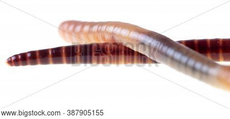 Earthworm Isolated On A White Background. Macro