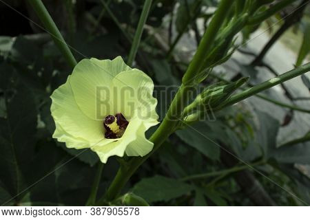 Beautiful Yellow And Purple Okra Or Okro Or Lady\'s Finger Flower In The Home Garden