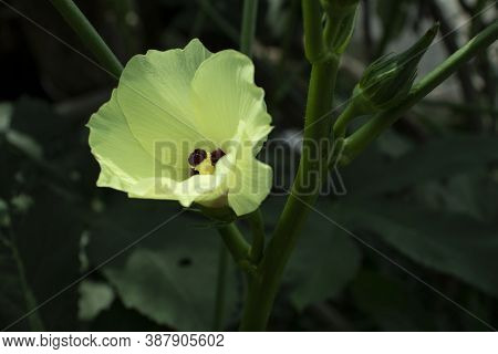 Okra Or Okro Or Lady\'s Finger Yellow And Purple Flower N The Home Garden