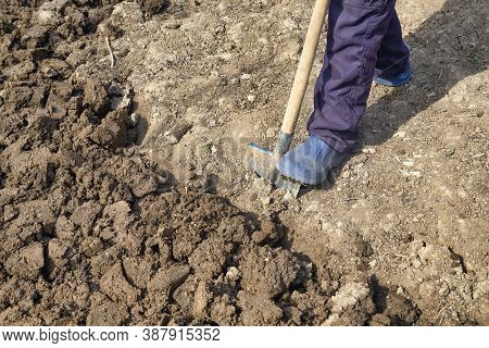 Diggin Soil With Shovel In Vegetable Garden. Preparing Organic Garden For Spring Planting Vegetables