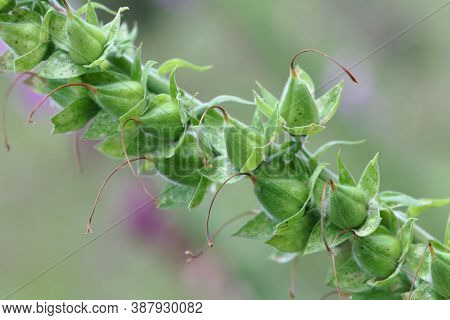 Fruits Of A Common Foxclove, Digitalis Purpurea