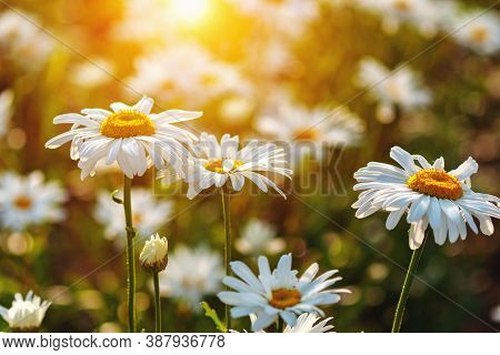 Daisies Field In Sunset Light (leucanthemum Maximum, Max Chrysanthemum)