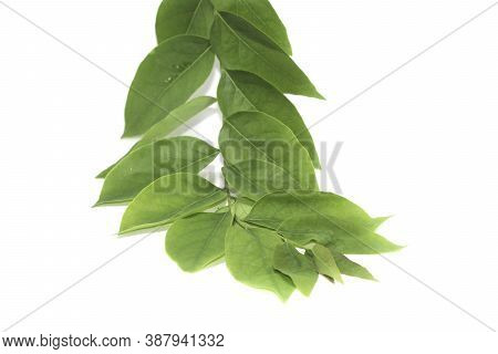 Small Green Gooseberry Leaves Arranged Beautifully With Artistic Elements And Have Space To Write Me