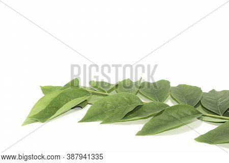 Small Green Gooseberry Leaves Arranged Beautifully With Artistic Elements And Have Space To Write Me