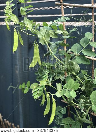 Photo Of The Plant, Snow Pea, Chinese Pea Or Pois Mangetout, An Edible-pod Pea With Flat Pods And Th